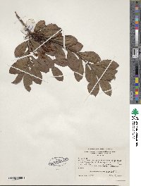 Rhododendron viscosum image