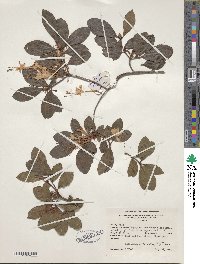 Rhododendron viscosum image