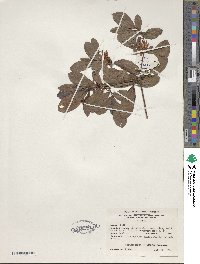 Rhododendron viscosum image