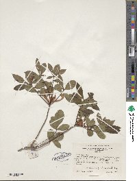 Rhododendron viscosum image