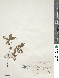 Rhododendron viscosum image