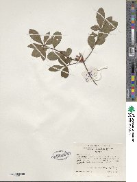 Rhododendron viscosum image