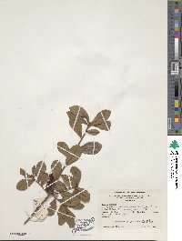 Rhododendron viscosum image