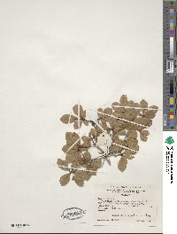 Rhododendron viscosum image