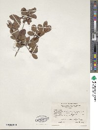 Rhododendron viscosum image