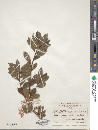 Rhododendron viscosum image