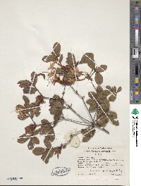 Rhododendron viscosum image