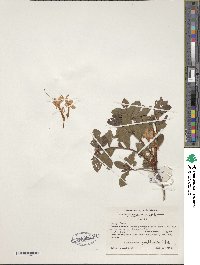Rhododendron viscosum image
