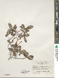 Rhododendron viscosum image