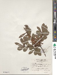 Rhododendron viscosum image