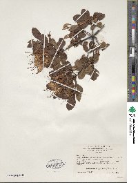 Rhododendron viscosum image