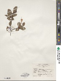 Rhododendron viscosum image