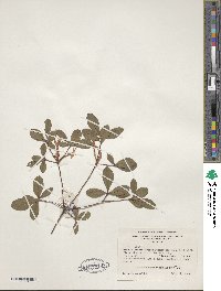 Rhododendron viscosum image