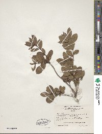 Rhododendron viscosum image