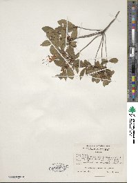 Rhododendron viscosum image