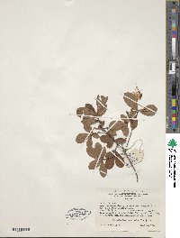 Rhododendron viscosum image