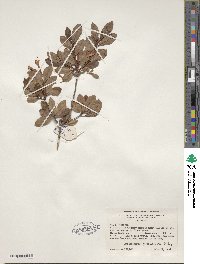 Rhododendron viscosum image