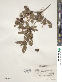 Rhododendron viscosum image