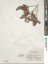 Rhododendron viscosum image