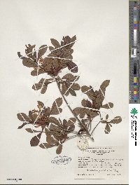 Rhododendron viscosum image