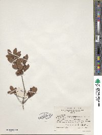 Rhododendron viscosum image