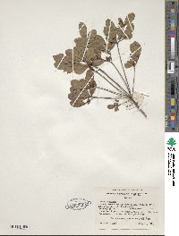 Rhododendron viscosum image