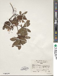 Rhododendron viscosum image