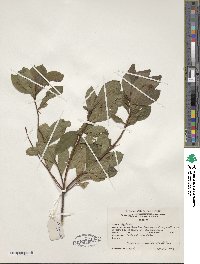 Rhododendron viscosum image