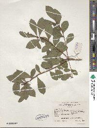 Rhododendron viscosum image