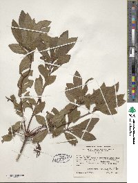 Rhododendron viscosum image