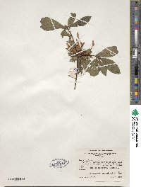 Rhododendron viscosum image
