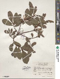 Rhododendron viscosum image