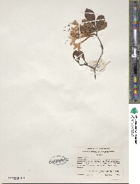 Rhododendron viscosum image