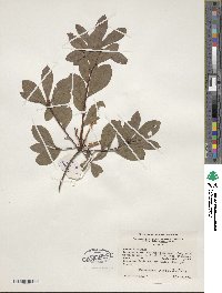 Rhododendron viscosum image