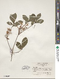 Rhododendron viscosum image