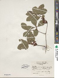 Rhododendron viscosum image