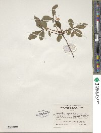 Rhododendron viscosum image