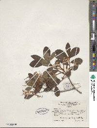 Rhododendron viscosum image