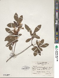 Rhododendron viscosum image