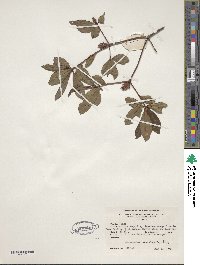 Rhododendron viscosum image