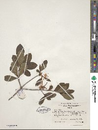 Rhododendron viscosum image