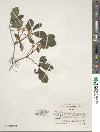 Rhododendron viscosum image