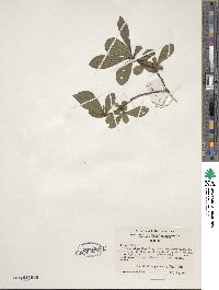 Rhododendron viscosum image