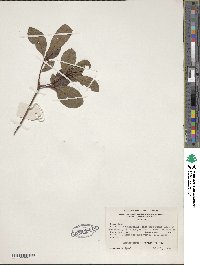 Rhododendron viscosum image