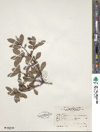 Rhododendron viscosum image