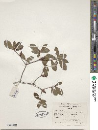 Rhododendron viscosum image