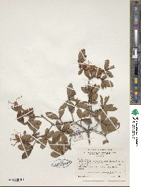 Rhododendron viscosum image