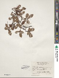 Rhododendron viscosum image