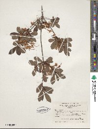 Rhododendron viscosum image