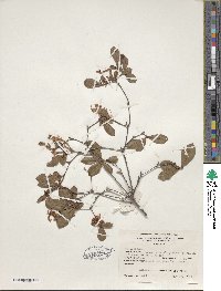 Rhododendron viscosum image